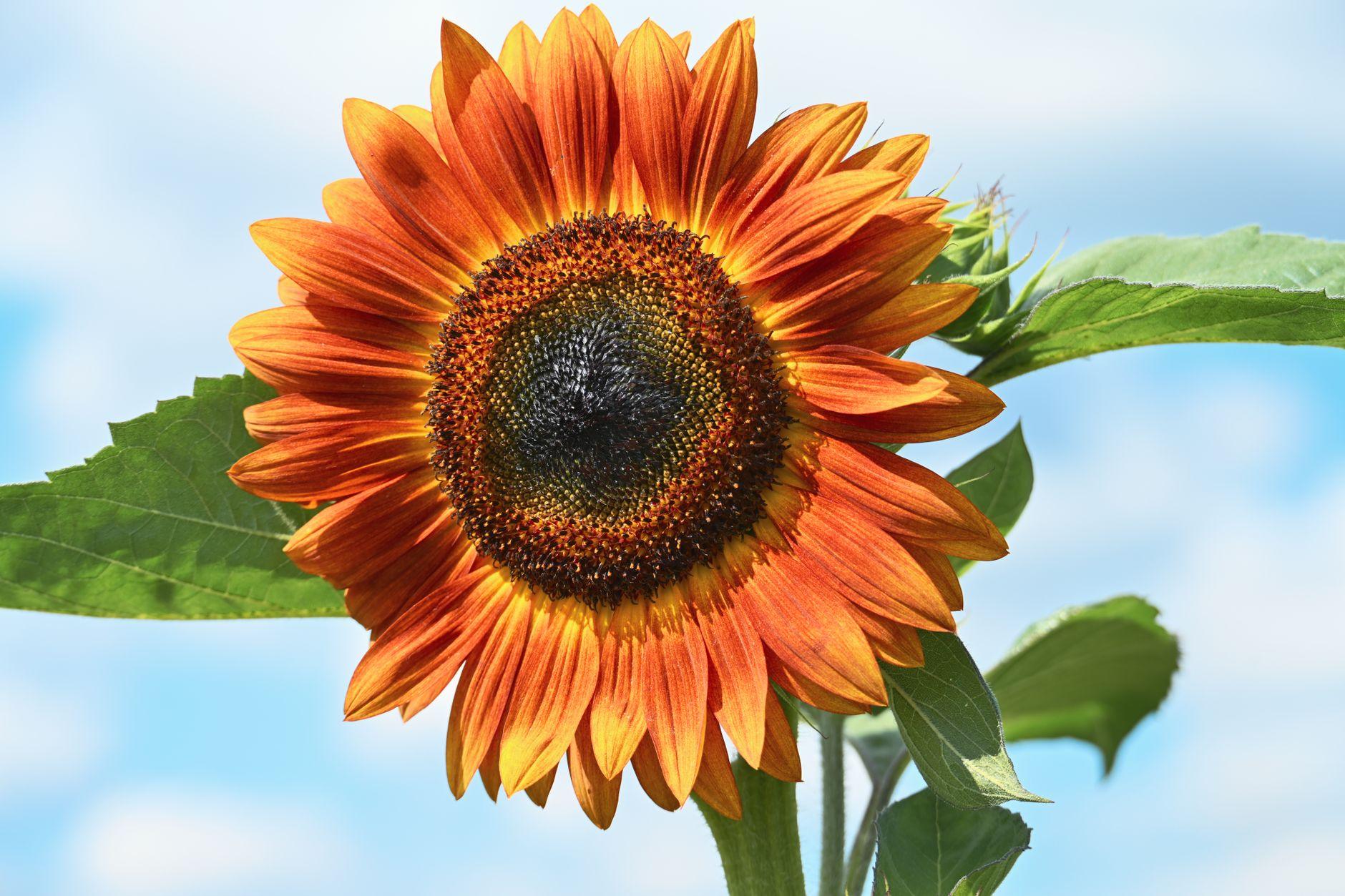 fleur en q fleur en q