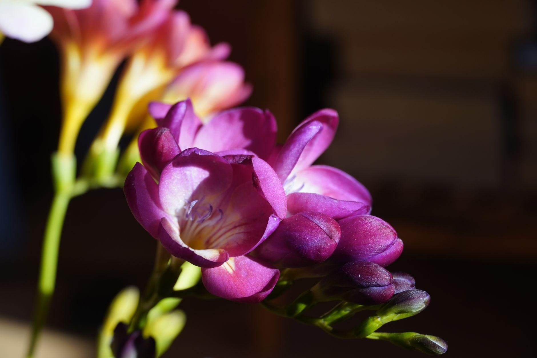 fleurs en f fleurs en f