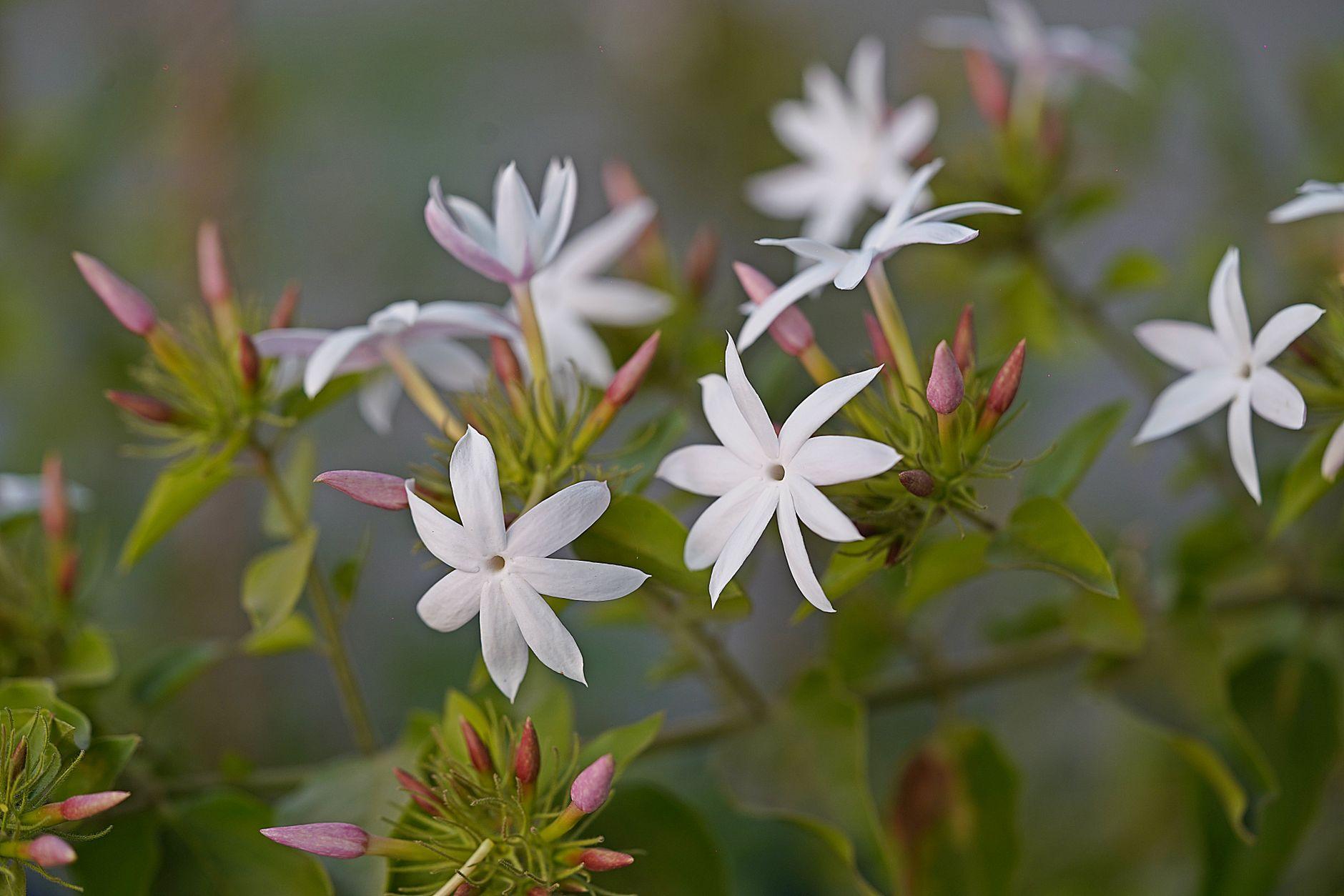 fleurs en j