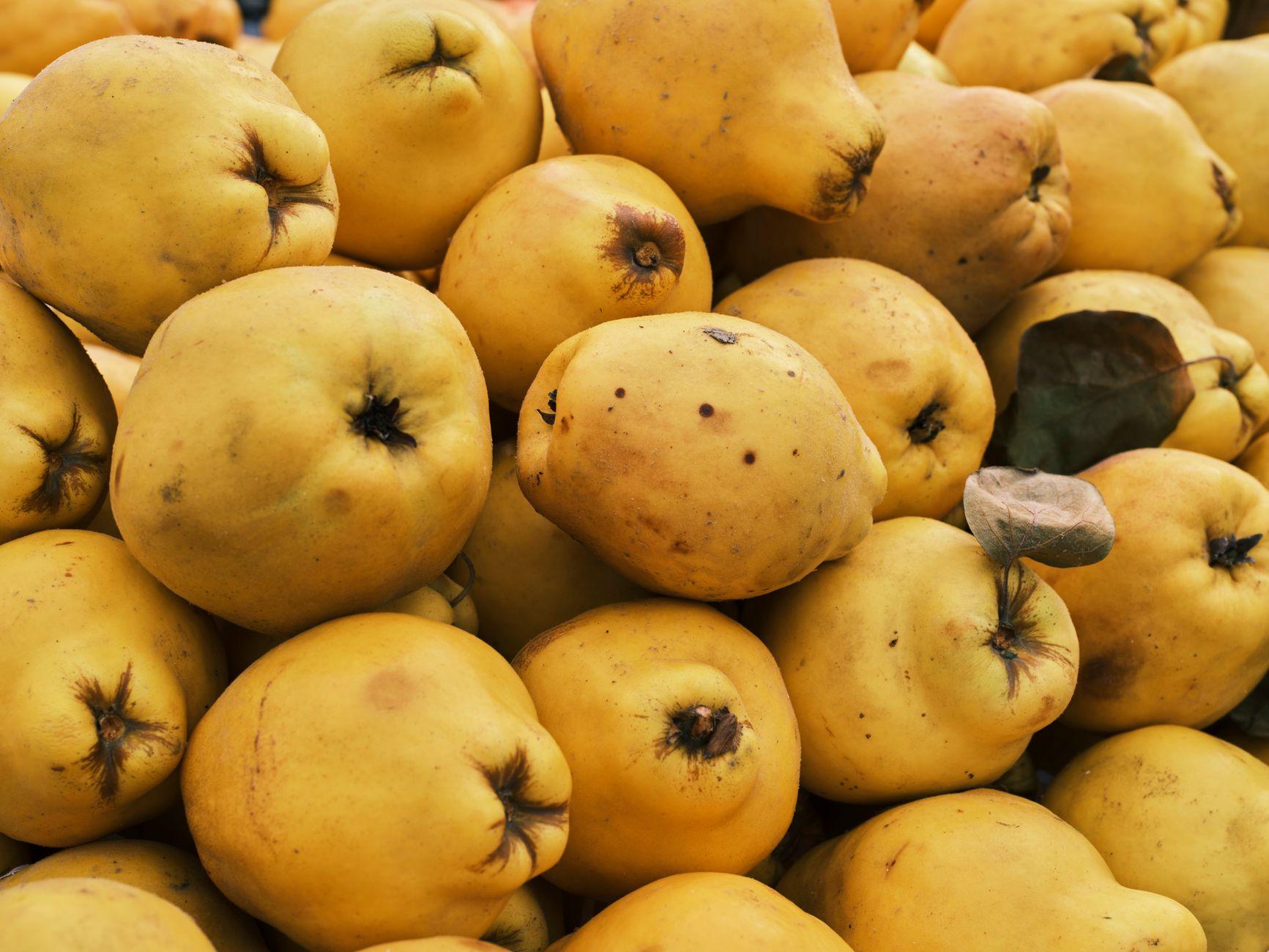 fruit en q fruit en q
