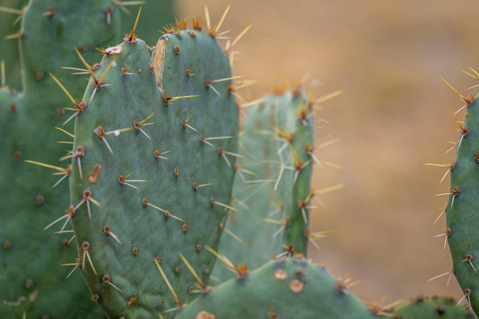 nopal danger nopal danger